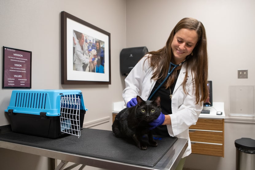 Texas A&M veterinary students caring for patients at College of Veterinary Medicine &...