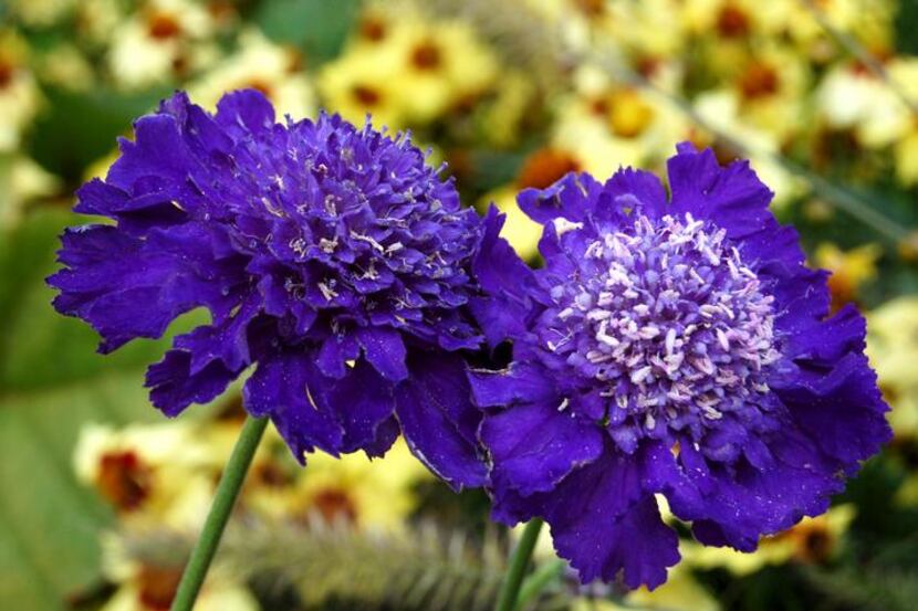 Pincushion Flower (Scabiosa 'Ultra Violet')