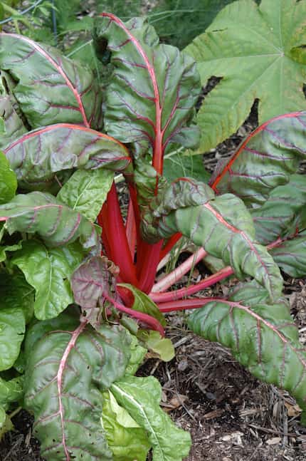 Not only is Swiss chard beautiful, it’s also good for you and makes a good treat for dogs.