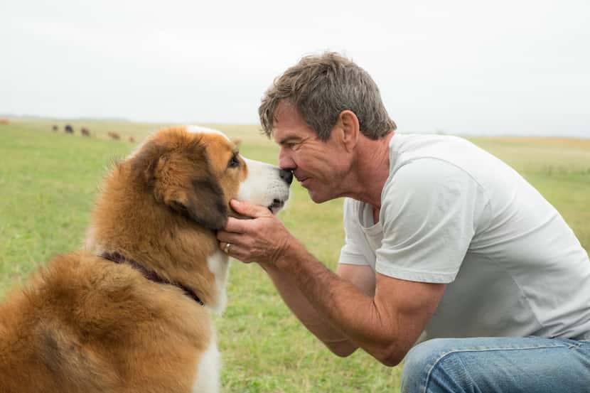 DENNIS QUAID bonds with BUDDY in "A Dog's Purpose." Based on the beloved bestselling novel...