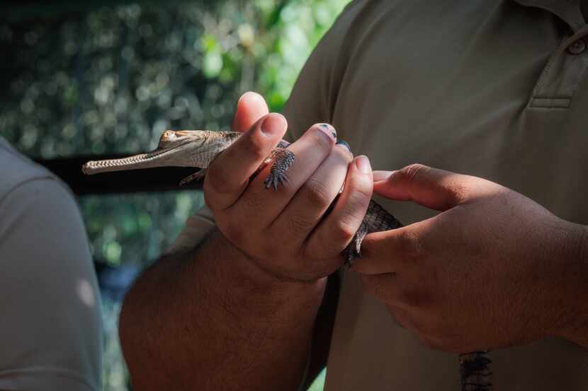 Marcos Avalos, ectotherm zookeeper, holds one of the four newly arrived gharial hatchlings...