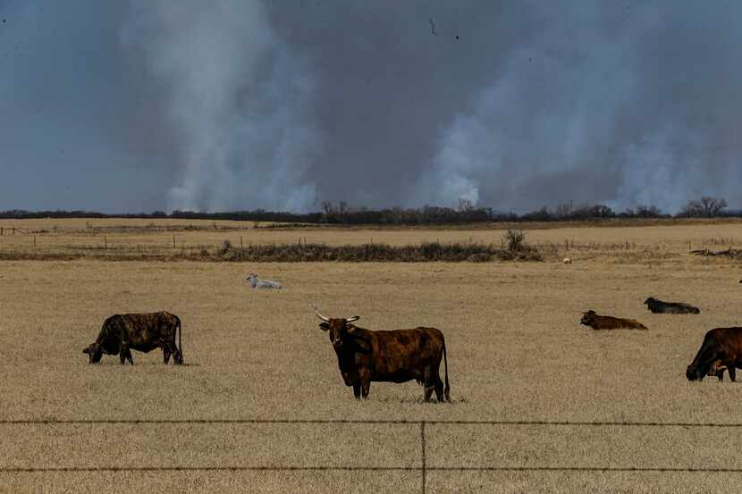 Cattle graze in Eastland County on Saturday, March, 19, 2022 in western Texas. The Eastland...