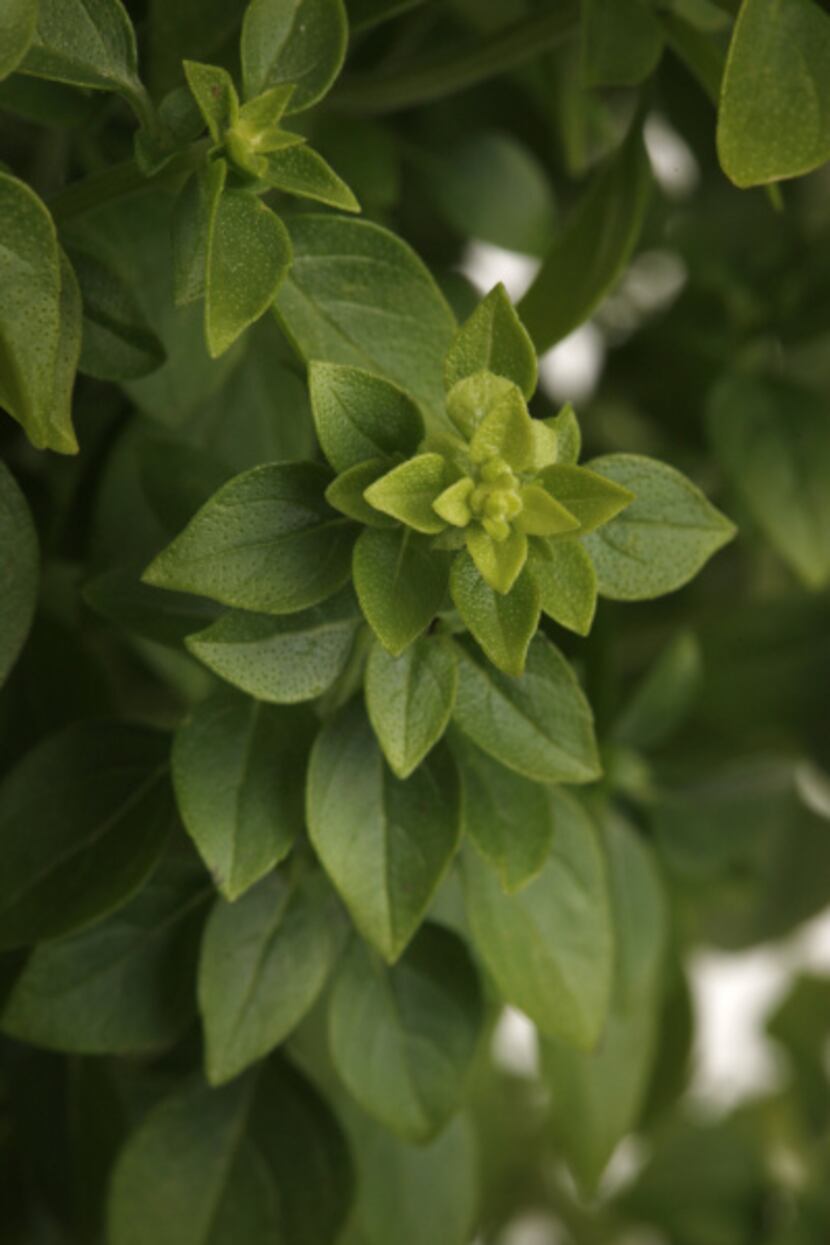 'Boxwood' basil is a compact plant, good for containers and the front of the flower border.
