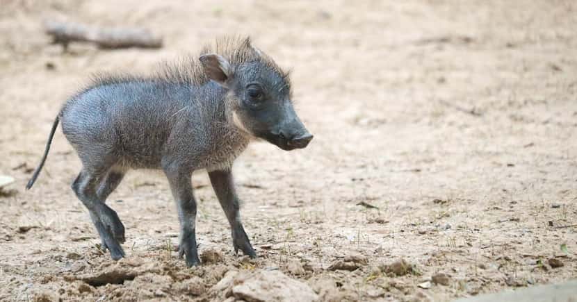 The Dallas Zoo welcomed a new piglet, born February 17, 2023, to its warthog family.