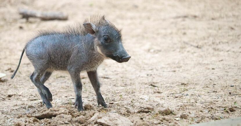 The Dallas Zoo welcomed a new piglet, born February 17, 2023, to its warthog family.