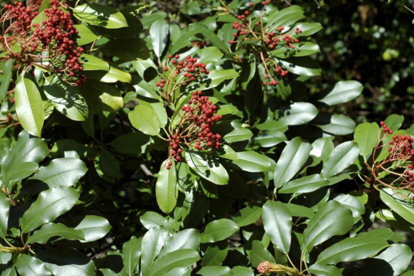 Chinese photonia is an old-fashioned shrub that can be trained to be a small tree. It is a...