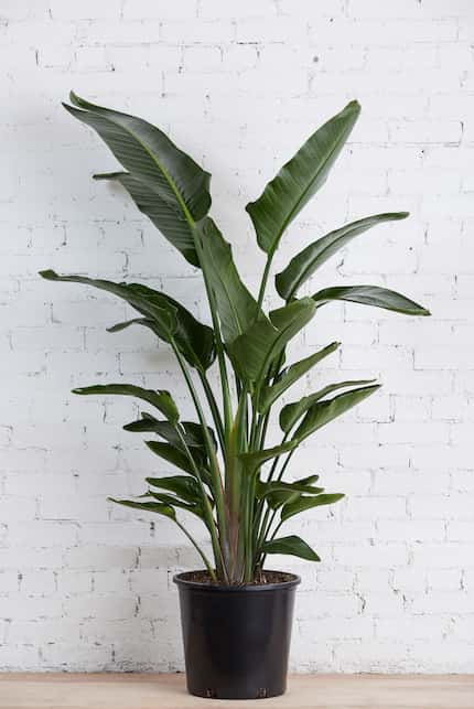 Bird of paradise plant against a white wall