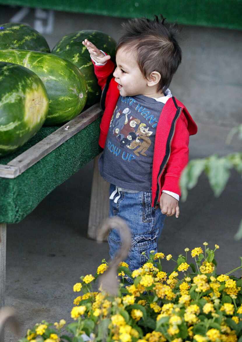 18 month-old Kye Blake, of Allen, was delighted at finding the water melon at the the Collin...