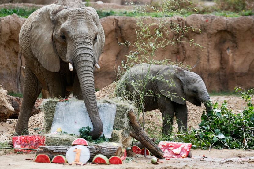Ajabu eats from a spread of food in honor of his first birthday in the Giants of the Savanna...