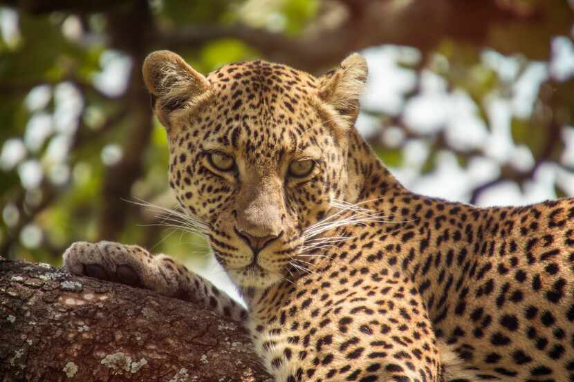 Travelers can get up close and personal with leopards and other big cats at Serengeti...