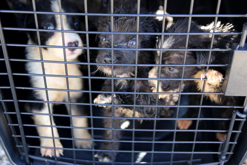 The SPCA of Texas and Van Zandt County Sheriff's Office seized 110 animals including 39...