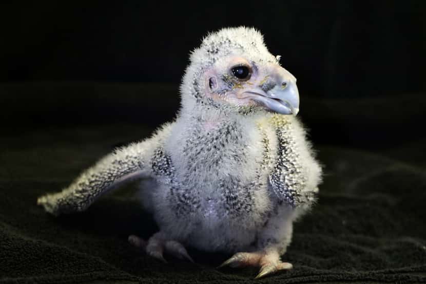 Hodari, a female milky eagle owl, was brought to Dallas as an egg from Zoo Atlanta to be...