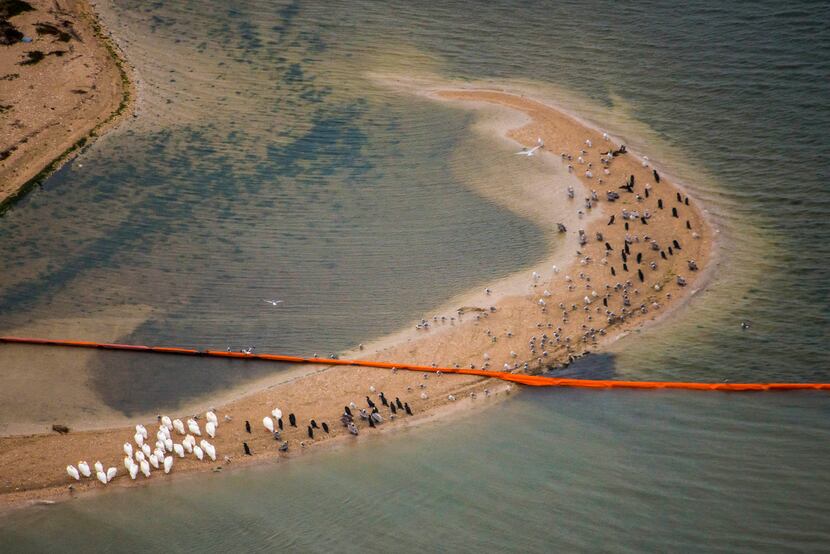 Oil containment booms cut across a sand bar covered with birds on Pelican Island in Galveston.