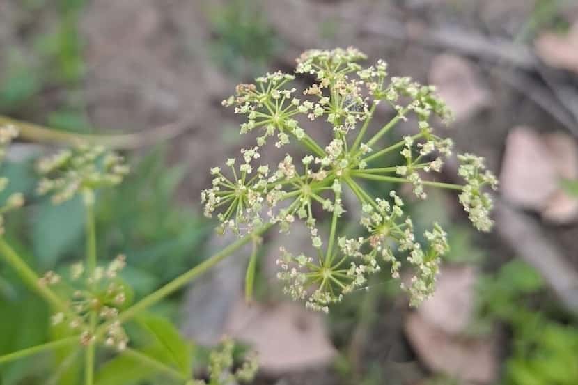 City officials said water hemlock, a highly toxic plant, has been discovered growing around...