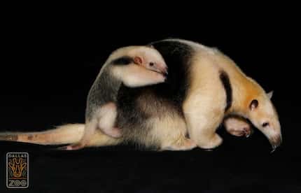 Chispa the lesser anteater and her baby, Cora. 