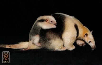 Chispa the lesser anteater and her baby, Cora. 