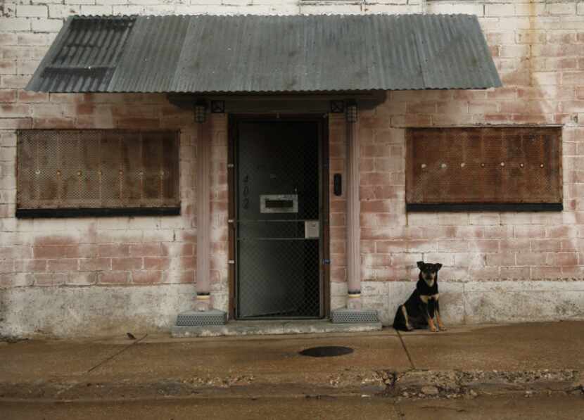A dog stands watch outside a building at Bedford and Herbert streets in the Trinity Groves...