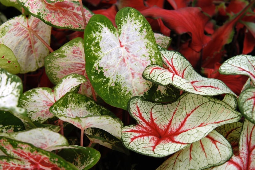 The soil temperature is now warm enough to plant caladium bulbs.