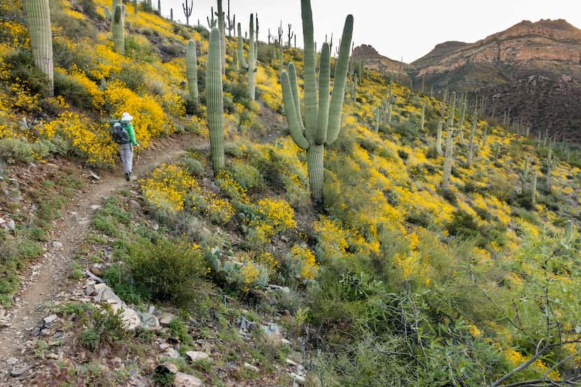 The 800-mile-long Arizona National Scenic Trail is one of 11 National Scenic Trails in the...
