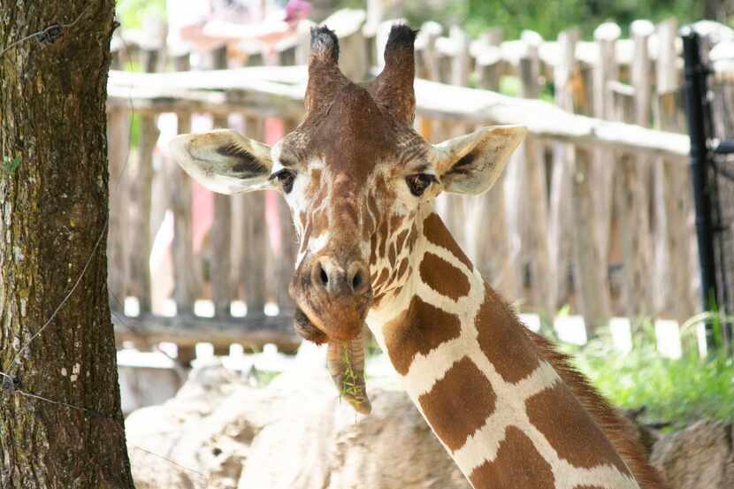 Ferrell, a 15-year-old male giraffe at the Dallas Zoo, was euthanized Sunday after suffering...