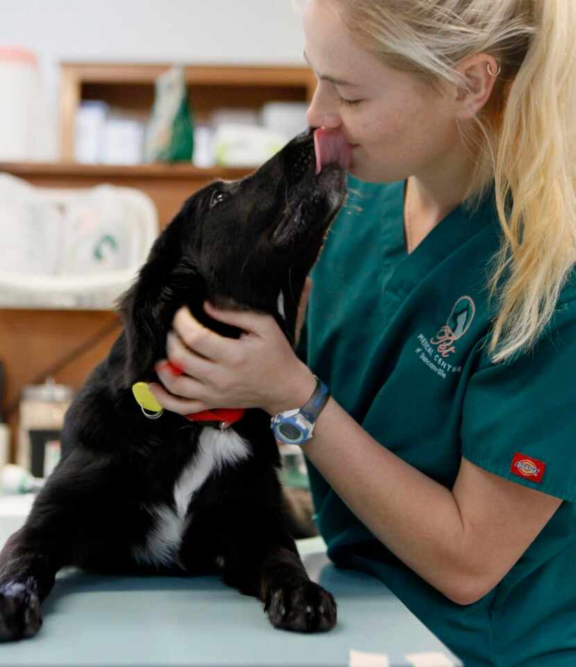 
Veterinary technician Kyndale Chamberlain is licked by a recently rescued dog before...