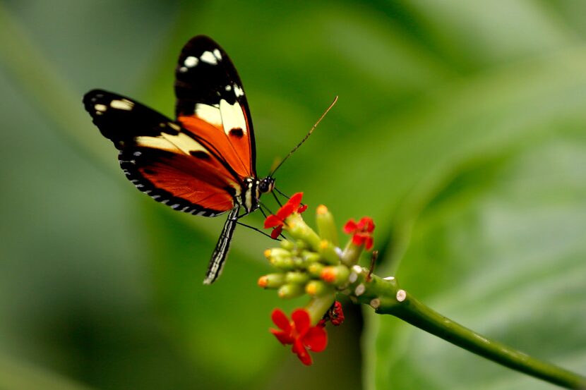 A butterfly inside the Texas Discovery Gardens at Fair Park in Dallas.