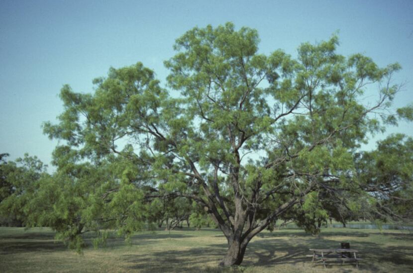 A single-trunk mesquite tree can grow 30 to 40 feet high with a spread that is broader than...