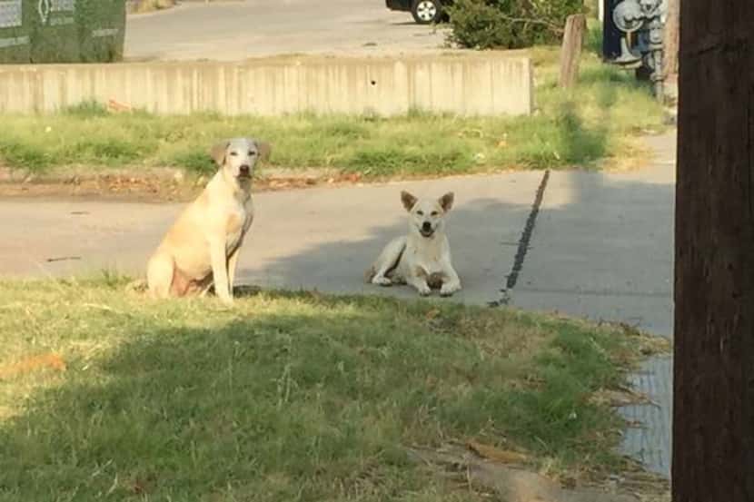 
This abandoned pair of dogs hung out along Singleton near Sylvan for weeks. (Jonnie England...