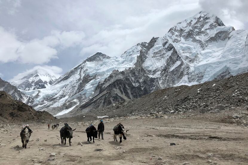 A herd of dzo (a yak/cattle hybrid) walk along the trail to Everest Base Camp in Nepal. 