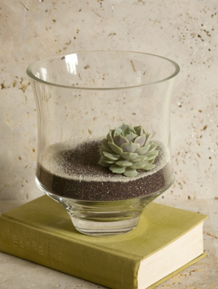 New terrarium styles focus on simplicity and carefree plants.