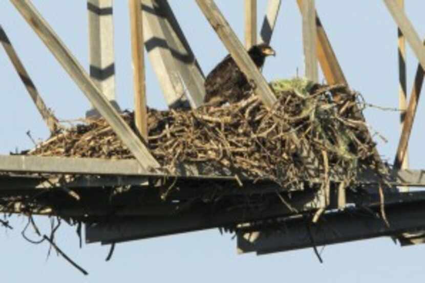  An eaglet appeared in the nest at John Bunker Sands Wetland Center in April 2015. (2015...