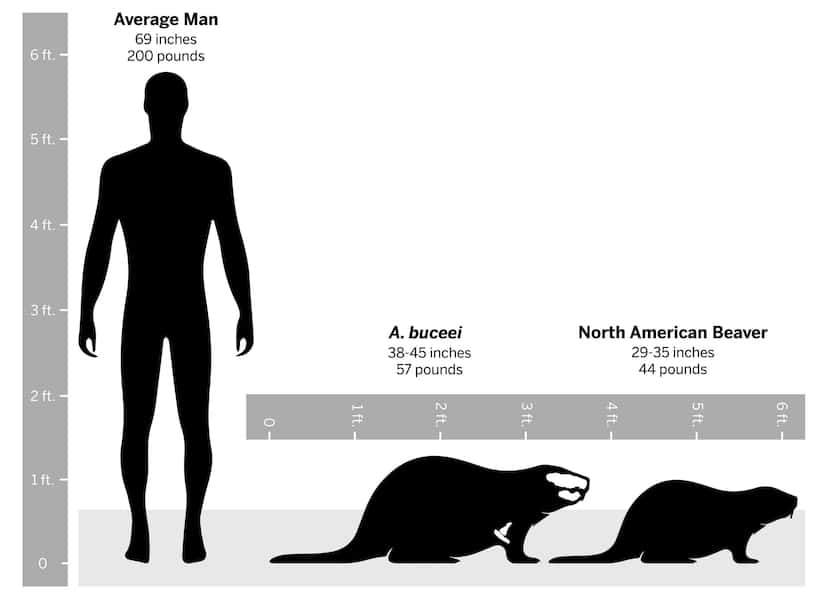 A graphic comparing the size of Anchitheriomys buceei with an average North American Beaver...