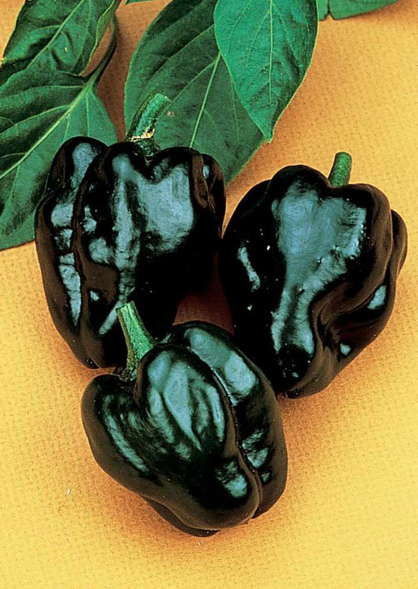 
Hot Pepper 'Ancho (Poblano). ‘Poblano’ is one of the most popular peppers grown in Mexico....