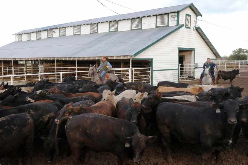 
Colby Hunt (left) and April Bonds round up cattle on the Bonds Ranch in Saginaw. “Last I...
