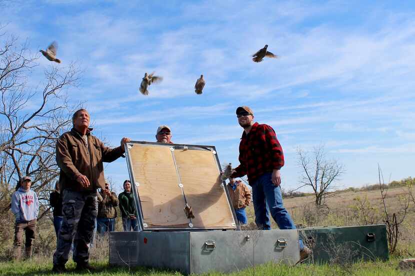 Bobwhites from West Texas and South Texas take flight at the Quahadi Ranch in Erath County...