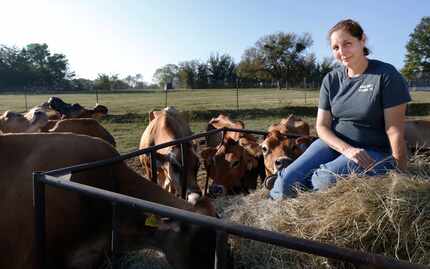 Kim Lambert sits beside some of her cows in Paradise on  Oct. 13, 2017. K-Bar Dairy is a...