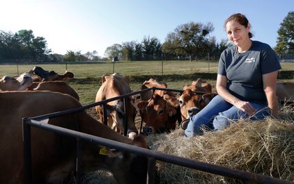 Kim Lambert sits beside some of her cows in Paradise on  Oct. 13, 2017. K-Bar Dairy is a...