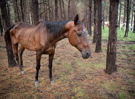 Most of the horses seized on the Camp County property appeared to be underweight and...