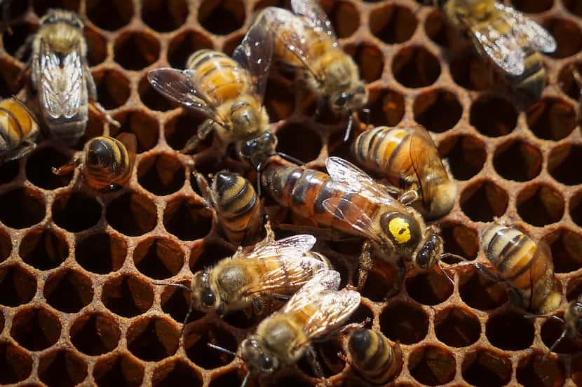 A queen honey bee (with dot on back) is seen during a hive inspection as part of the...
