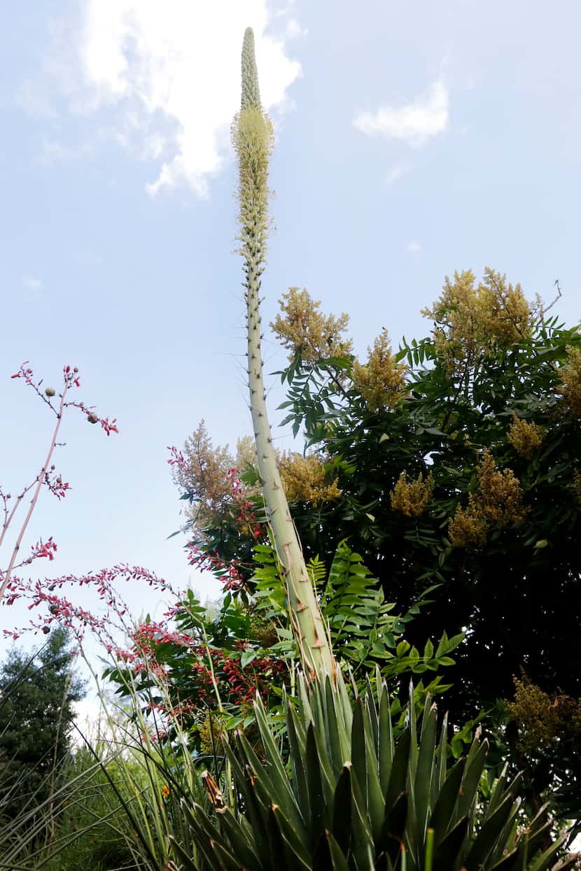 The Agave victoriae-reginae plant begins its once-in-a-lifetime bloom at the Dallas...