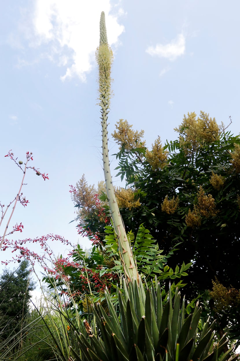 The Agave victoriae-reginae plant begins its once-in-a-lifetime bloom at the Dallas...