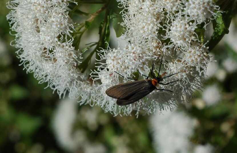 Bug on white mistflower 