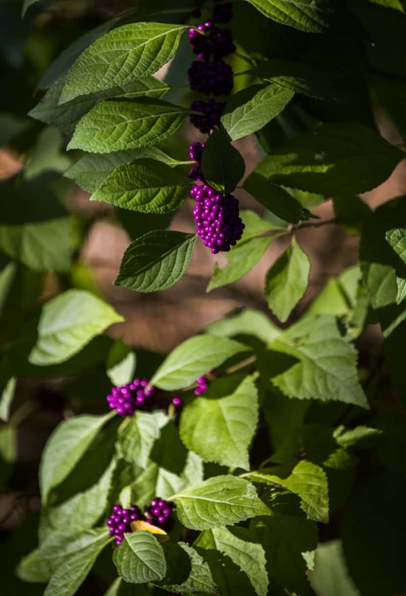 A beautyberry plant 