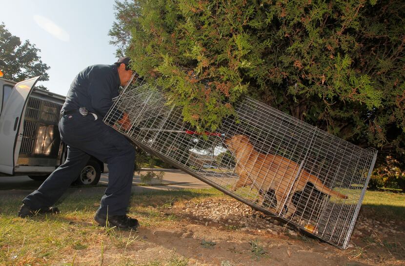 Dallas Animal Services control officer Esteban Rodriguez puts a loop around a stray dog that...