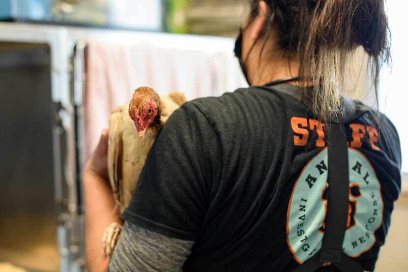 Authorities rescued nearly 300 birds in Grand Prairie this week.