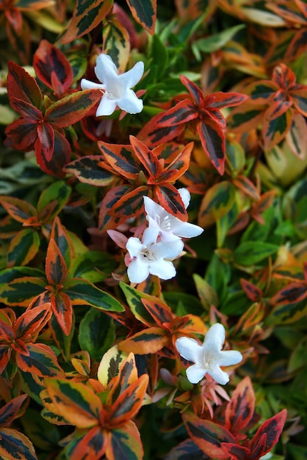 'Kaleidoscope' Abelia