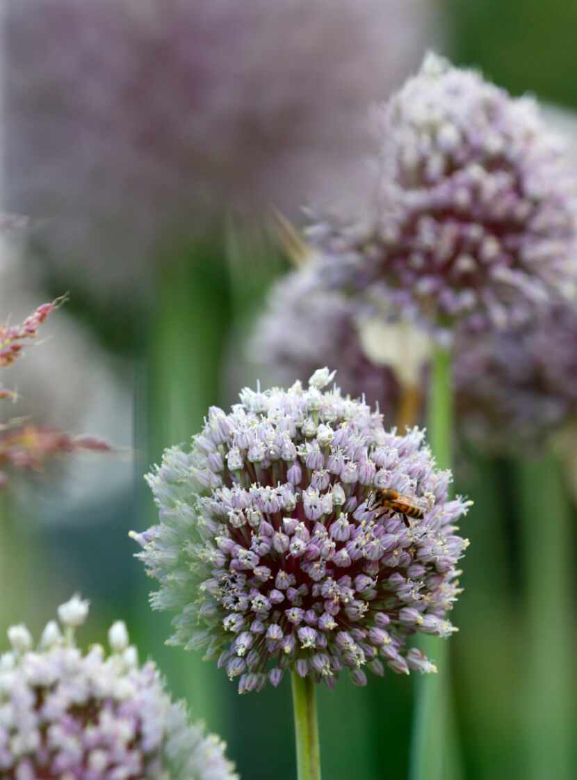 A bee on a allium bloom at Golden Farms in Celina