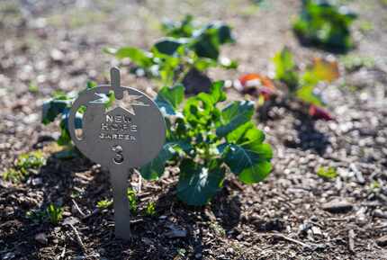 A marker sits in the garden at Austin Street Center on Thursday, Feb. 6, 2020.