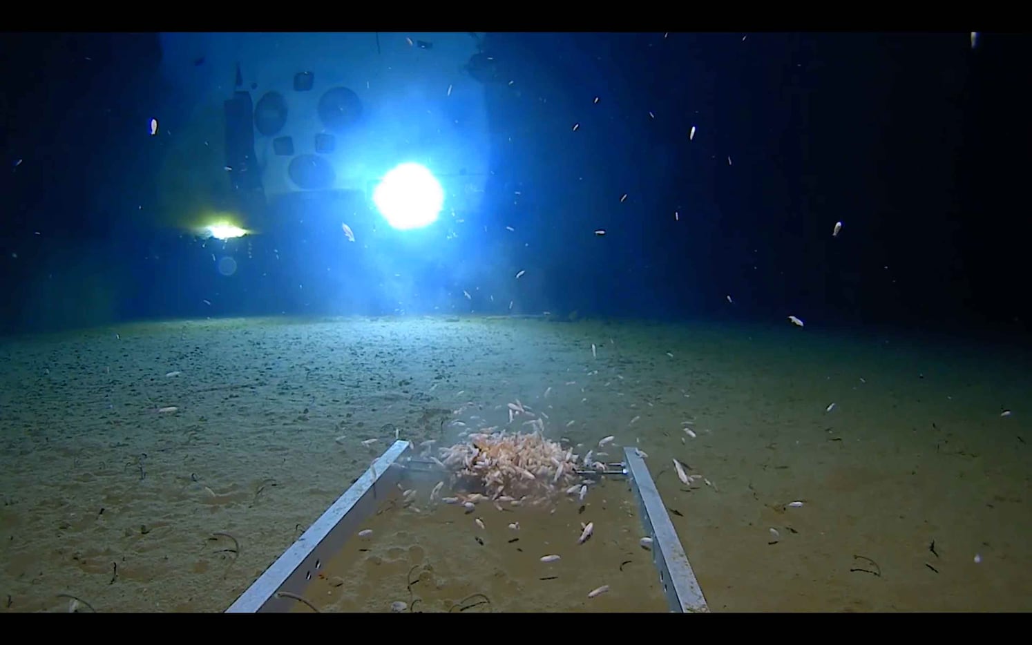 Images from the bottom of the Challenger Deep.