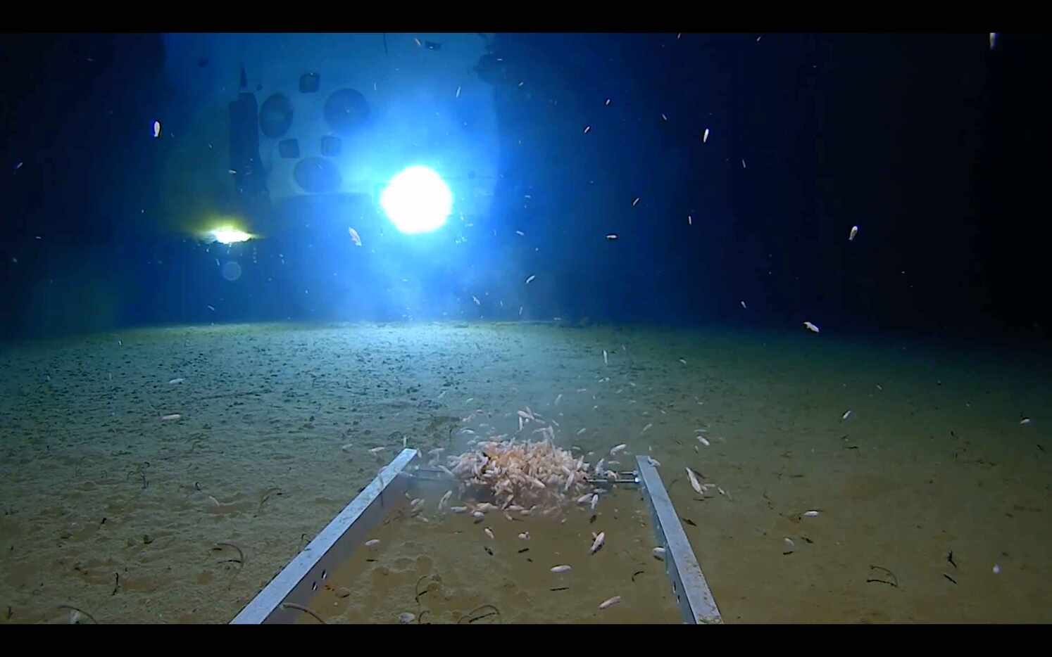 Images from the bottom of the Challenger Deep.